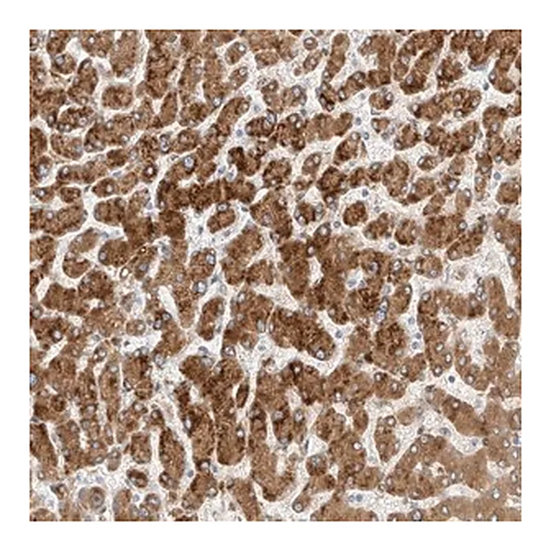 Merck Anti-PCYOX1 antibody produced in rabbit