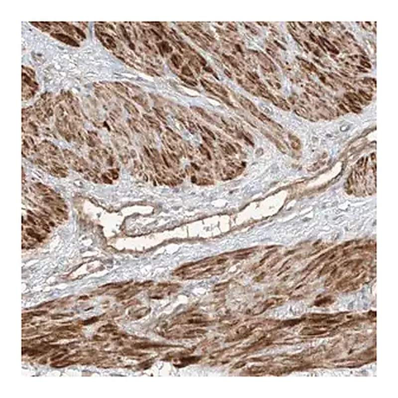 Merck Anti-ANKZF1 antibody produced in rabbit