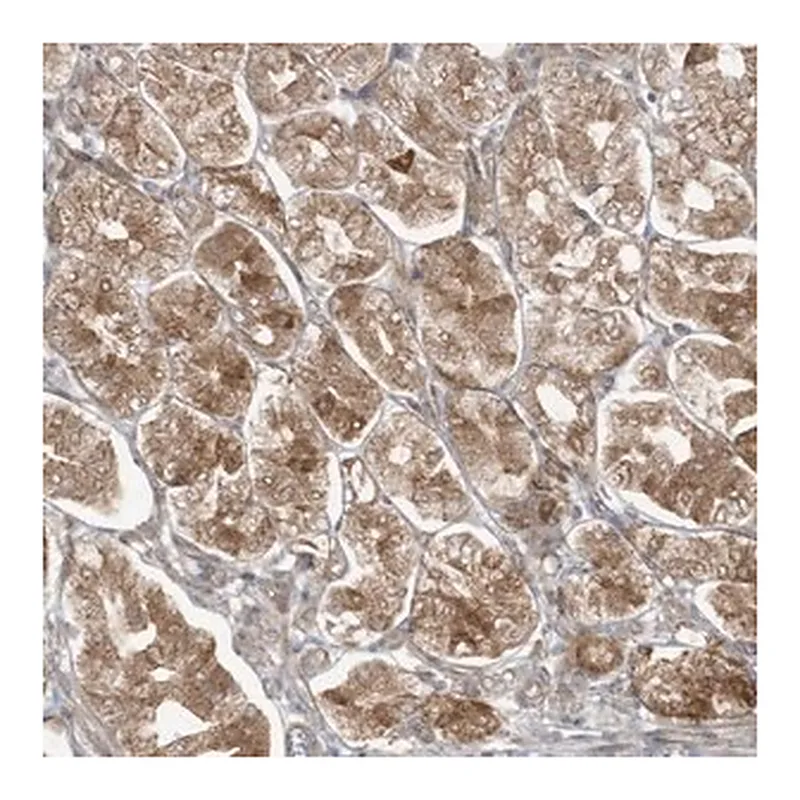 Merck Anti-MAGIX antibody produced in rabbit