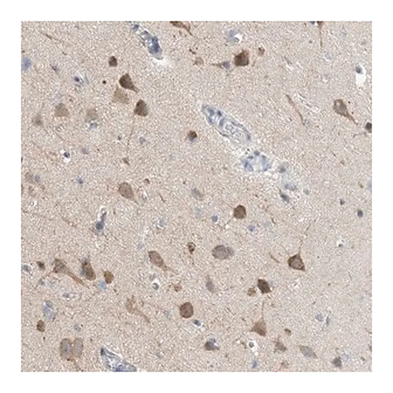 Merck Anti-CCDC14 antibody produced in rabbit