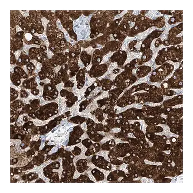 Merck Anti-SLC25A43 antibody produced in rabbit