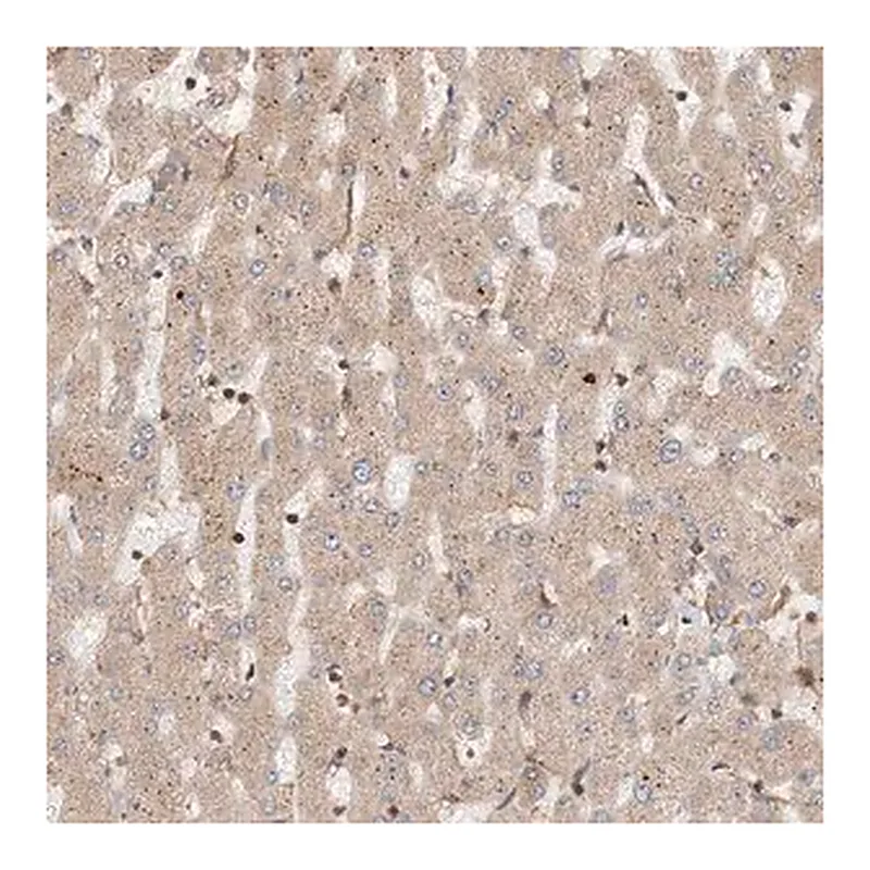 Merck Anti-COLEC11 antibody produced in rabbit