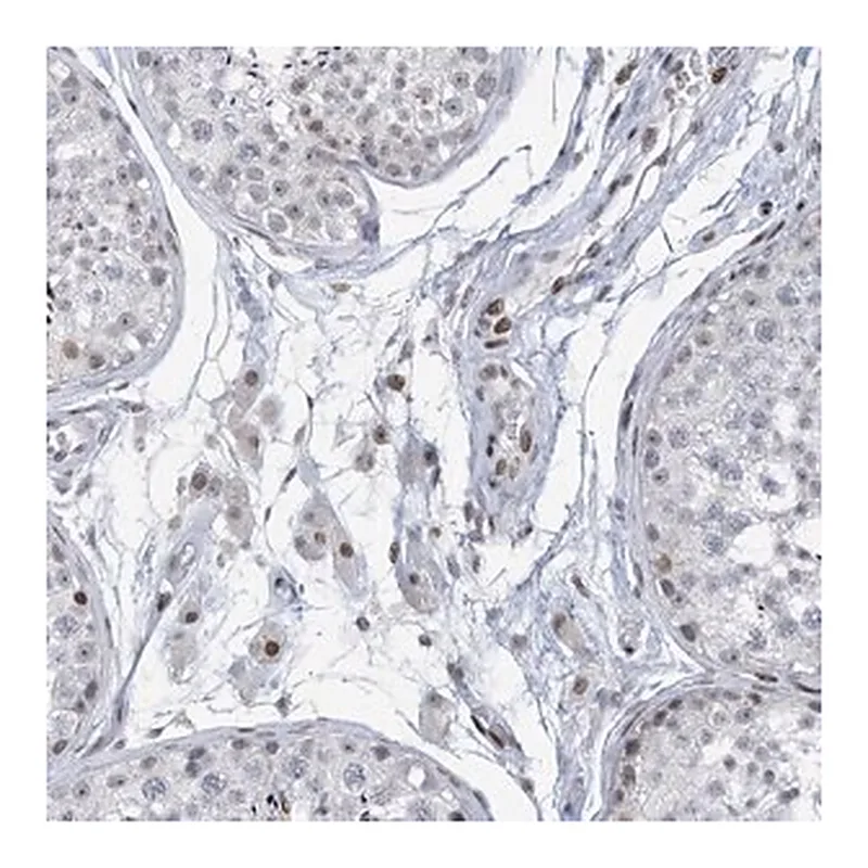Merck Anti-RFX7 antibody produced in rabbit