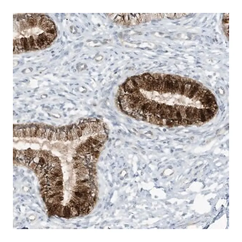 Merck Anti-SCGB1D2 antibody produced in rabbit