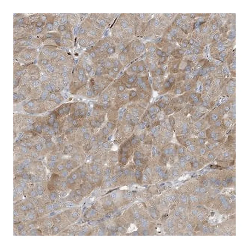 Merck Anti-THNSL2 antibody produced in rabbit