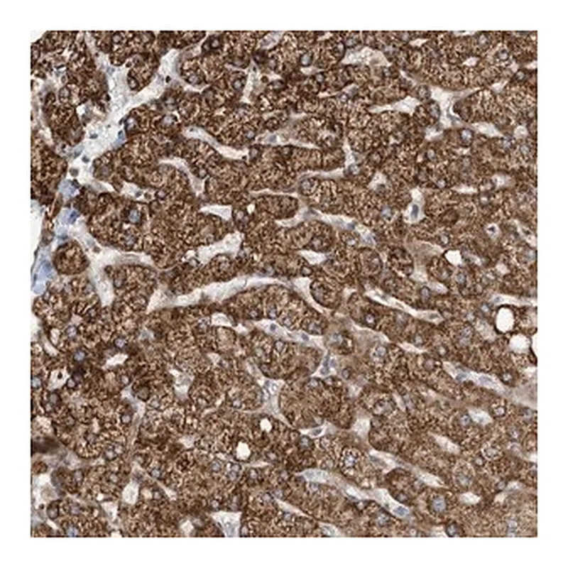 Merck Anti-ERI2 antibody produced in rabbit