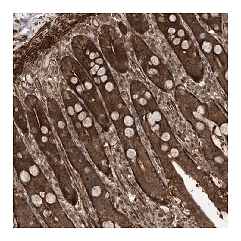 Merck Anti-ZNF511 antibody produced in rabbit