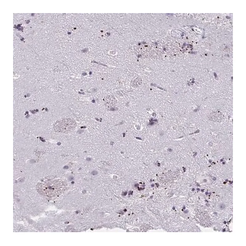 Merck Anti-MOBP antibody produced in rabbit