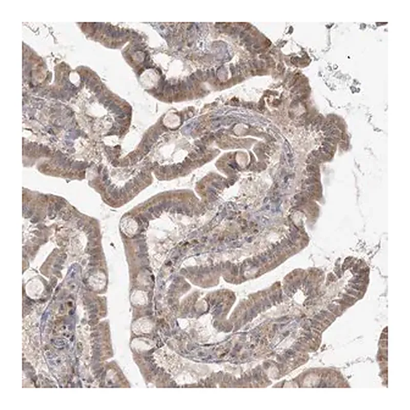 Merck Anti-HACL1 antibody produced in rabbit