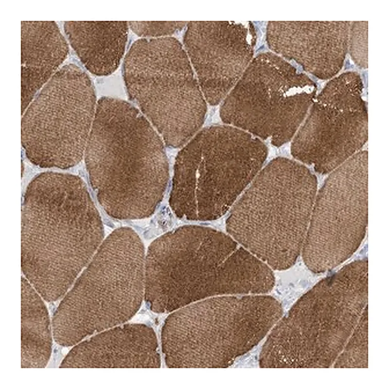 Merck Anti-MTHFD2L antibody produced in rabbit