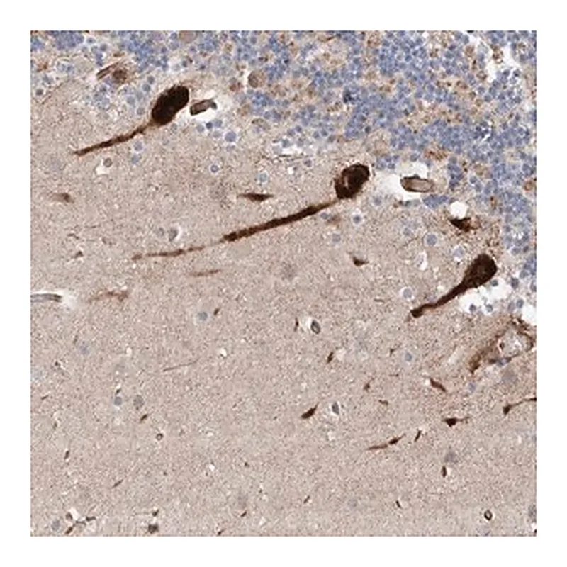 Merck Anti-USF3 antibody produced in rabbit