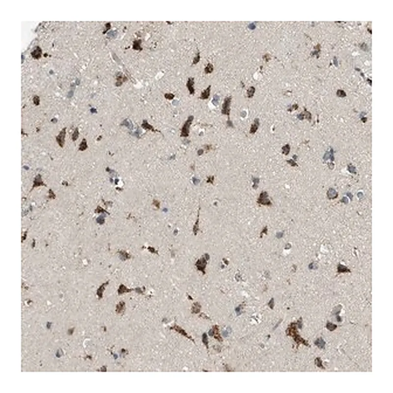 Merck Anti-ADGRF2 antibody produced in rabbit