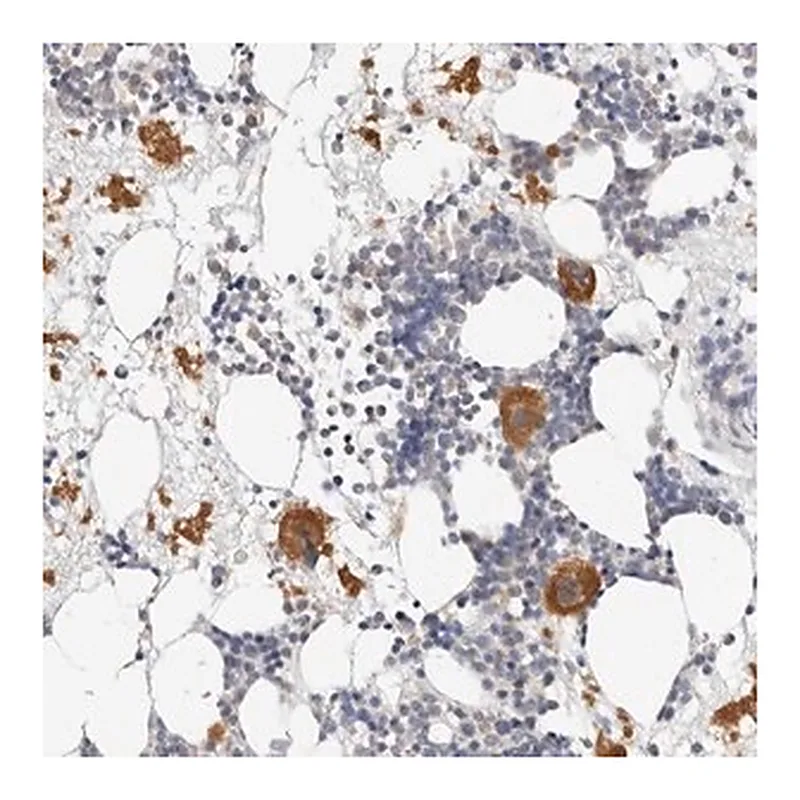 Merck Anti-ZRANB1 antibody produced in rabbit