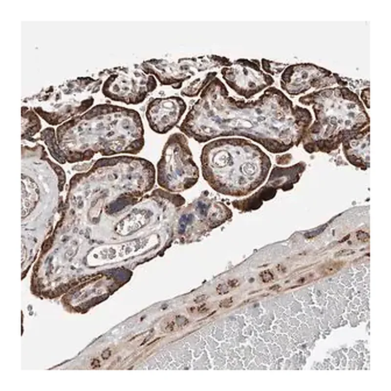Merck Anti-COG1 antibody produced in rabbit