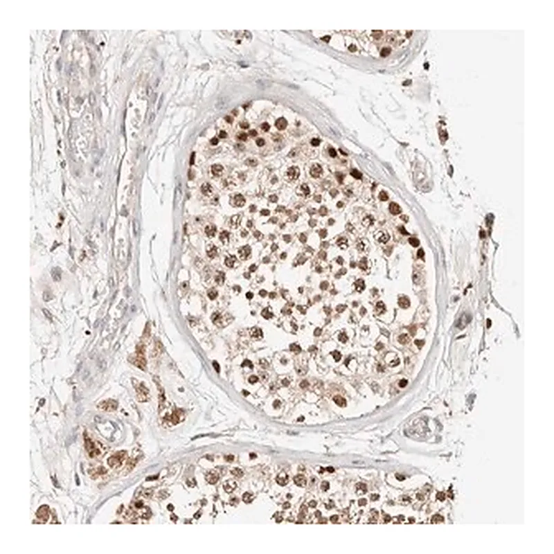 Merck Anti-ZRANB1 antibody produced in rabbit