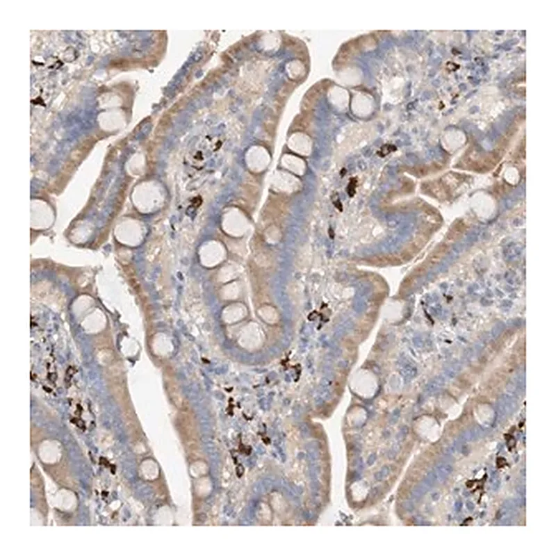 Merck Anti-SLC5A11 antibody produced in rabbit