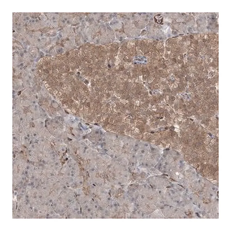 Merck Anti-RIN1 antibody produced in rabbit