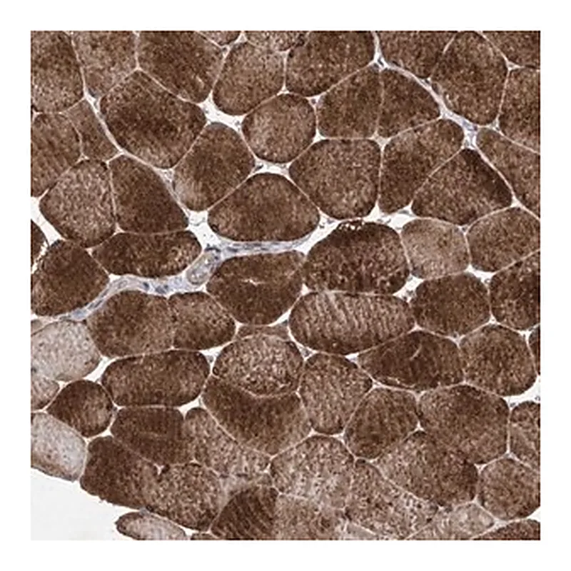 Merck Anti-KIFC2 antibody produced in rabbit