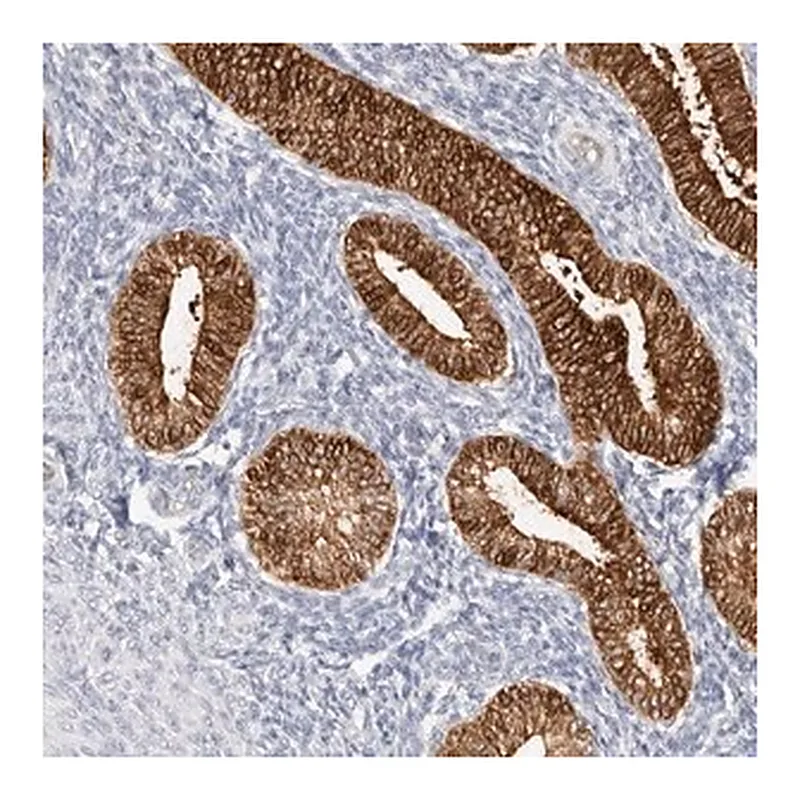 Merck Anti-ZRANB1 antibody produced in rabbit