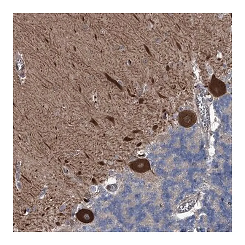 Merck Anti-KIF13A antibody produced in rabbit