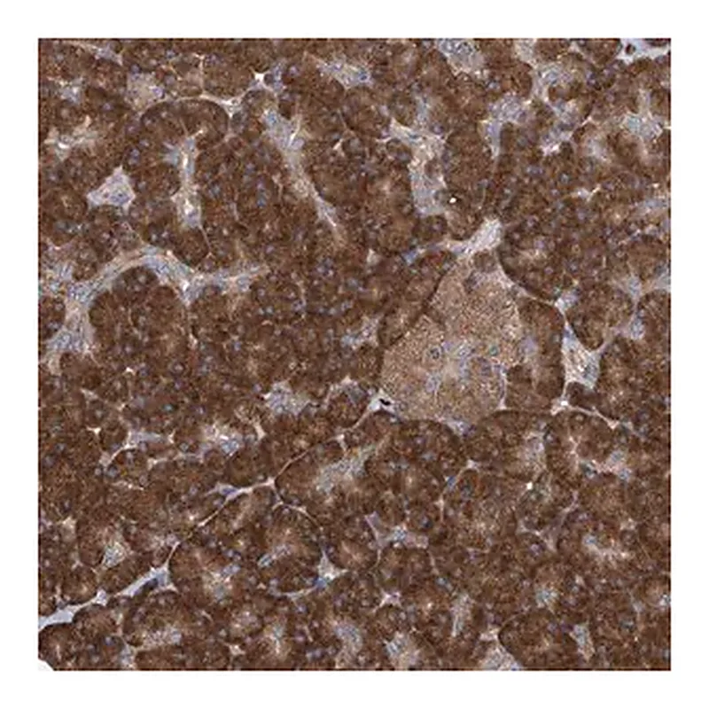 Merck Anti-SENP2 antibody produced in rabbit
