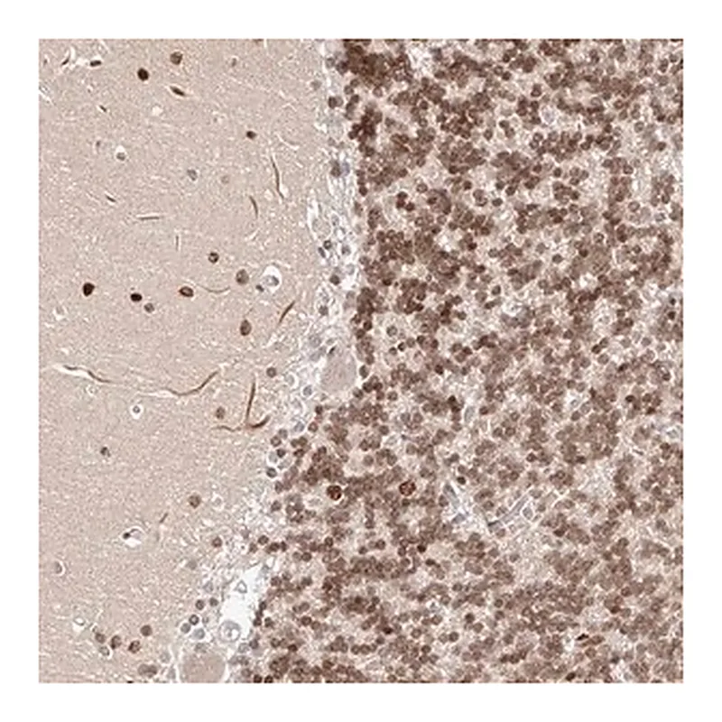 Merck Anti-USF3 antibody produced in rabbit