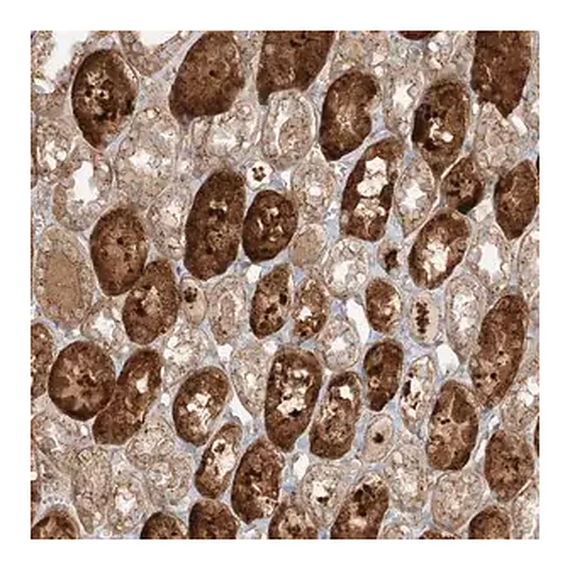 Merck Anti-ZNF287 antibody produced in rabbit