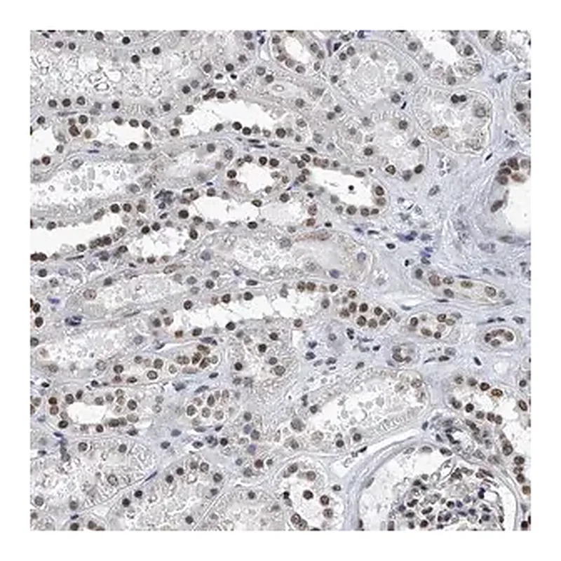 Merck Anti-SIM2 antibody produced in rabbit