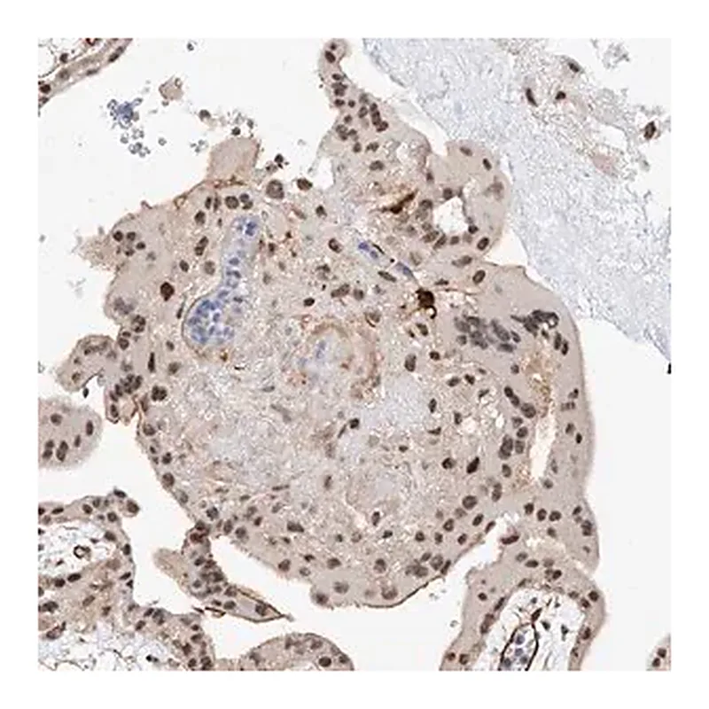 Merck Anti-AMD1 antibody produced in rabbit
