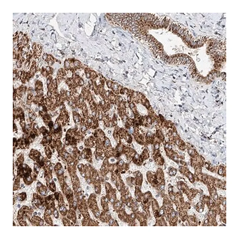 Merck Anti-CARD10 antibody produced in rabbit