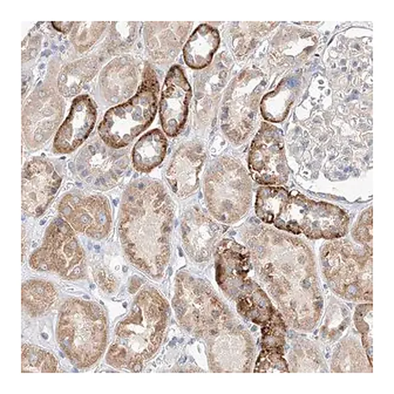 Merck Anti-AMD1 antibody produced in rabbit