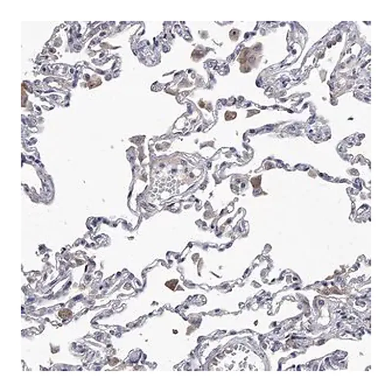 Merck Anti-C5 antibody produced in rabbit