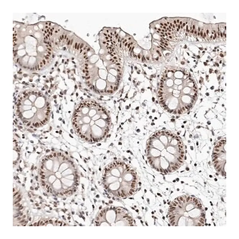 Merck Anti-GLTSCR1L antibody produced in rabbit