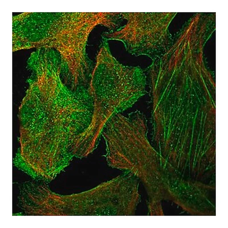 Merck Anti-GPR27 antibody produced in rabbit