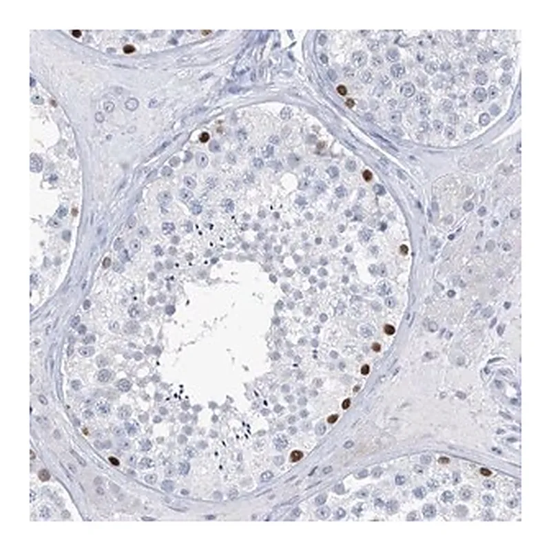 Merck Anti-SLC35A5 antibody produced in rabbit