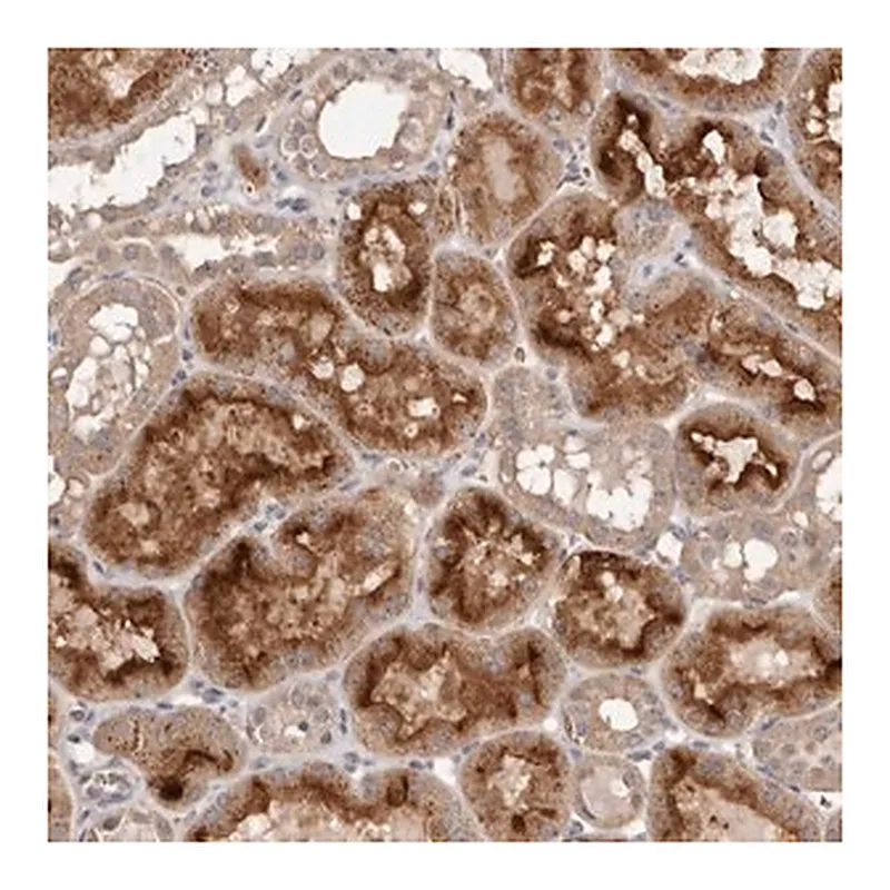 Merck Anti-GRAMD2 antibody produced in rabbit