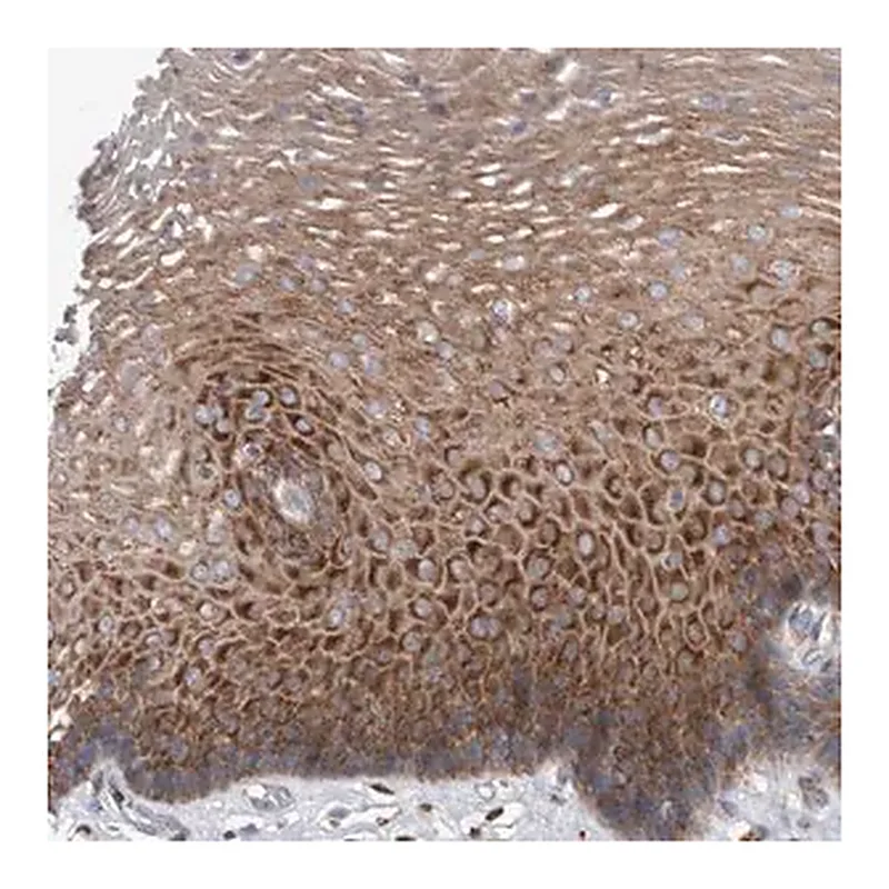 Merck Anti-SMG7 antibody produced in rabbit