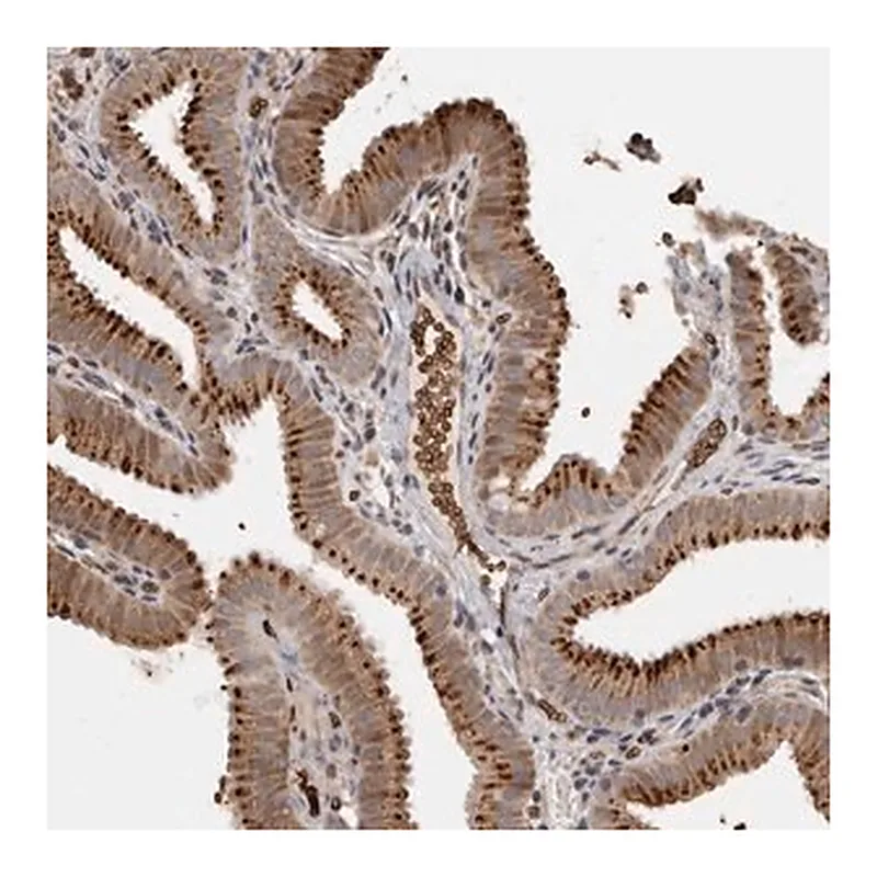 Merck Anti-FAM189A2 antibody produced in rabbit