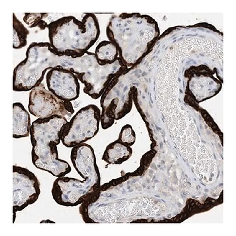 Merck Anti-KIF1BP antibody produced in rabbit
