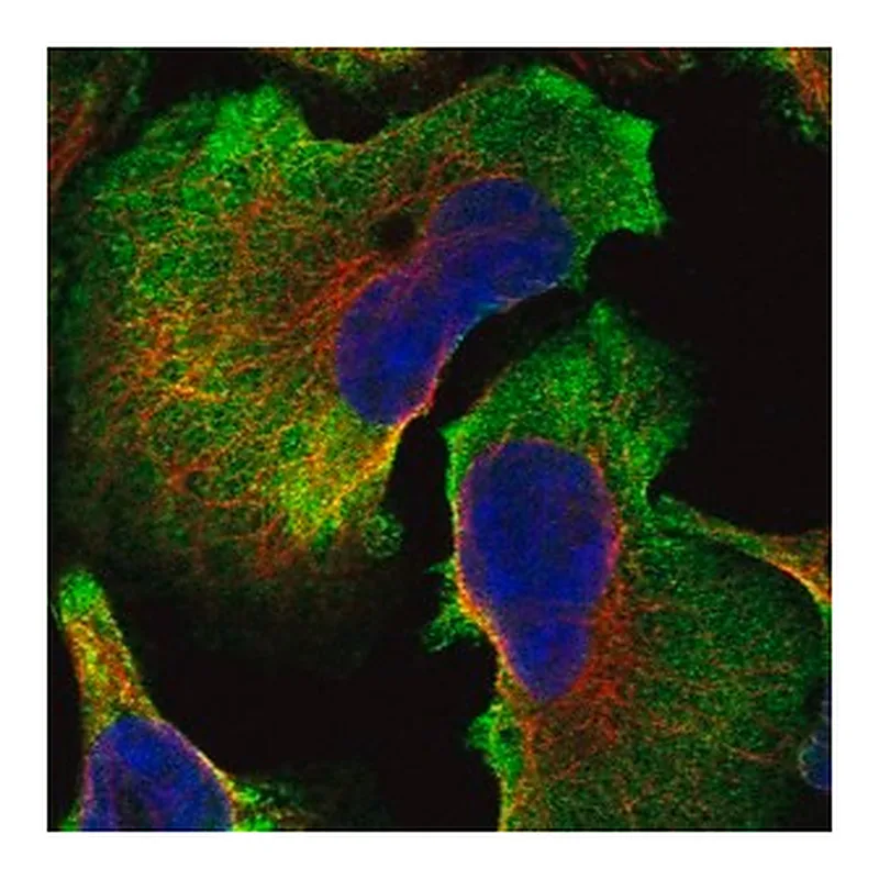 Merck Anti-SPATC1L antibody produced in rabbit