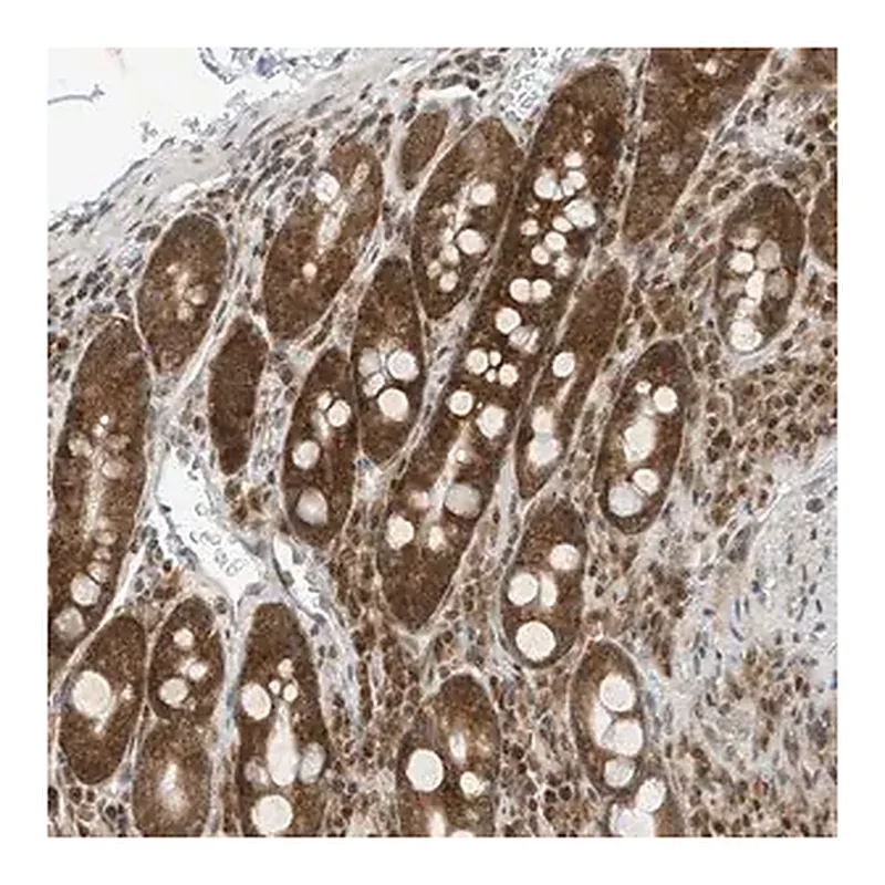 Merck Anti-EDF1 antibody produced in rabbit