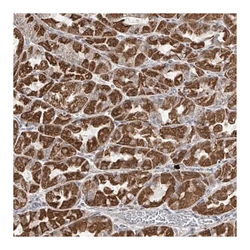 Merck Anti-HDDC2 antibody produced in rabbit