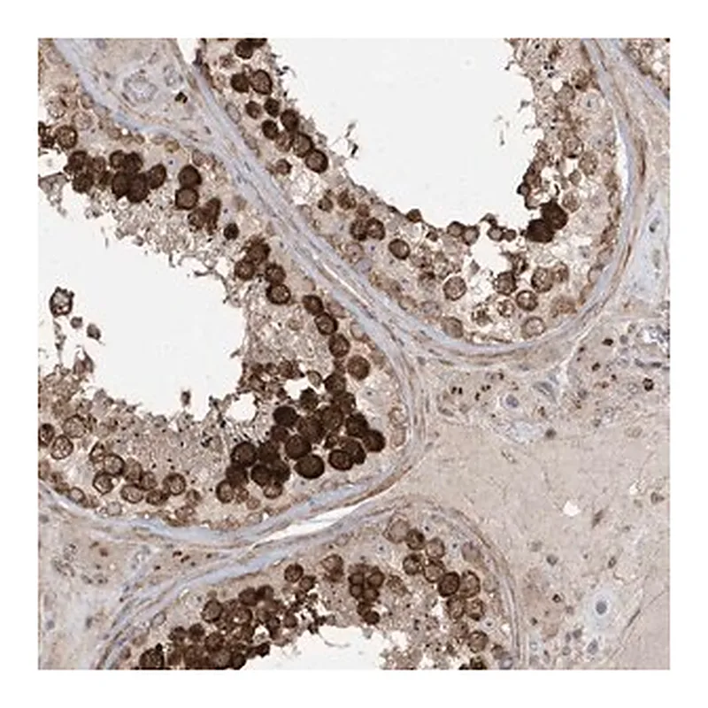 Merck Anti-CETN3 antibody produced in rabbit