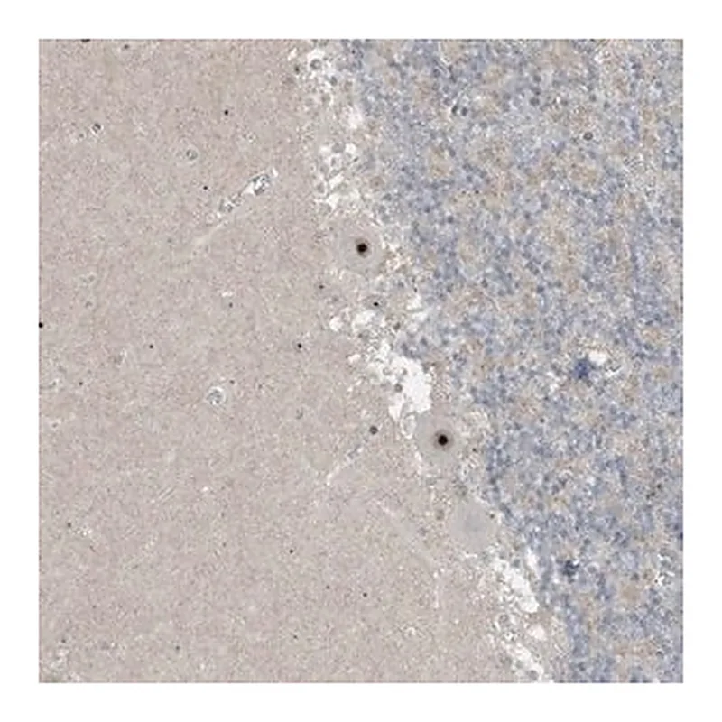 Merck Anti-UTP3 antibody produced in rabbit