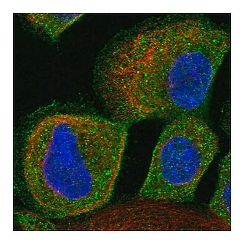 Merck Anti-ALS2CR12 antibody produced in rabbit