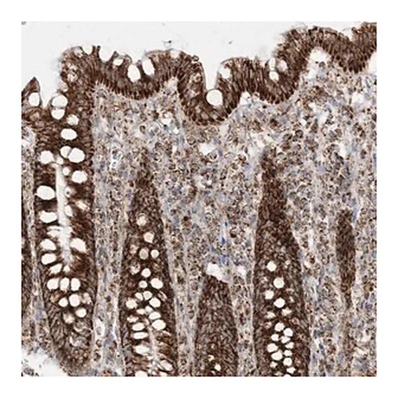 Merck Anti-MRPS36 antibody produced in rabbit