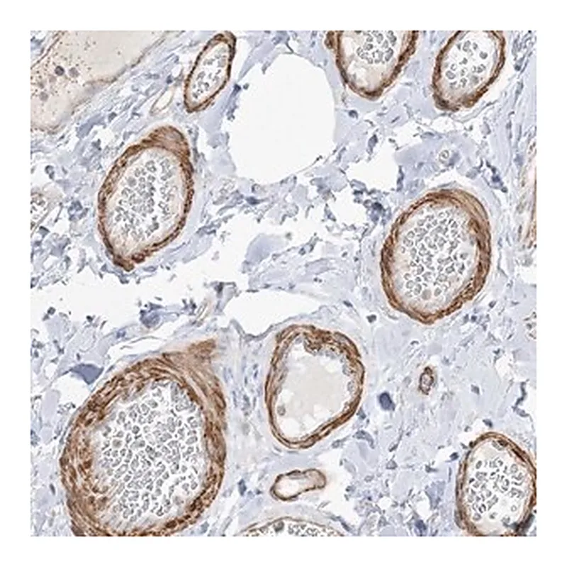 Merck Anti-GTF3C2 antibody produced in rabbit