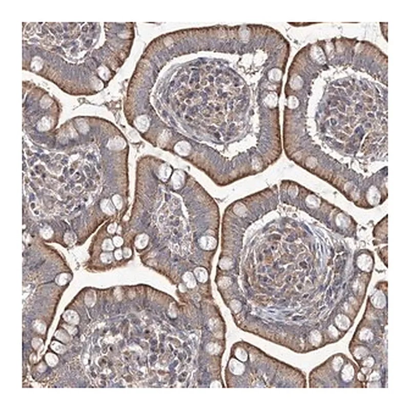 Merck Anti-TRIM60 antibody produced in rabbit