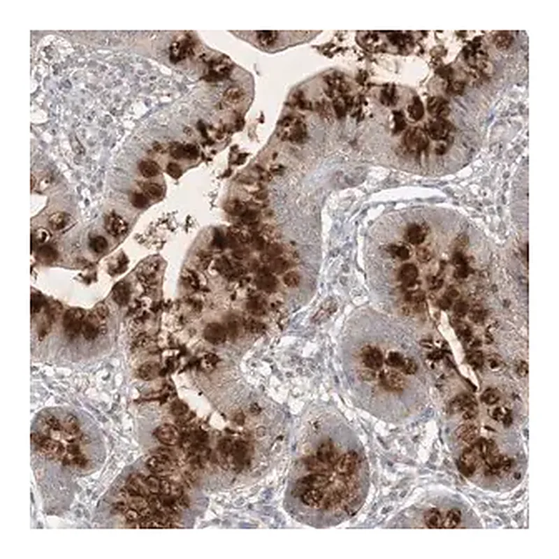Merck Anti-PRSS36 antibody produced in rabbit