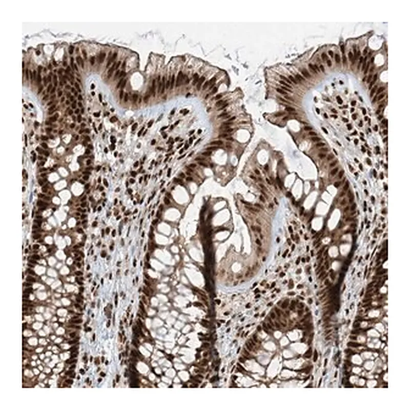 Merck Anti-FAM193B antibody produced in rabbit